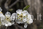 Fiori di pesche