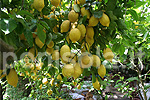 Limone ovale di Sorrento