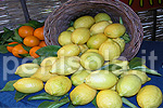 Limone ovale di Sorrento