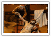 Itinerari processioni Sorrento